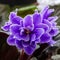 Saintpaulia. African violet of purple color with white border close-up.