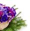 Saintpaulia African violets in basket
