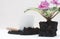 Saintpaulia African violets. Transplanting plants , watering , white background