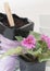 Saintpaulia African violets. Transplanting plants , watering , white background