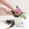 Saintpaulia African violets. Transplanting plants , watering , white background