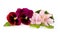 Saintpaulia flowers and pansies on white background
