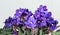 Saintpaulia ionantha. Blue African violet bloom and green leaf. Blooming floral pot, light background.
