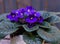 Saintpaulia,Purple African violet in a flowerpot on the background of wood planks