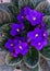 Saintpaulia,Purple African violet in a flowerpot on the background of wood planks