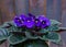 Saintpaulia,Purple African violet in a flowerpot on the background of wood planks