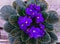 Saintpaulia,Purple African violet in a flowerpot on the background of wood planks