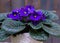 Saintpaulia,Purple African violet in a flowerpot on the background of wood planks