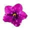 Saintpaulia or purple violet maroon flower. Beautiful flower of Saintpaulia or hybrid of African violet on a white background