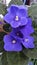 Saintpaulia, Usambara violet. Flowering indoor plants.