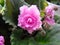 Saintpaulia or Uzambara violet of pink color with fluffy green leaves around. Beautiful pink terry flower. Numerous thin