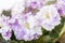 Saintpaulia varieties AE-Amur Elite Arkhipov with beautiful colored flowers. Close-up