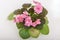 Saintpaulia varieties JAN-Katusha N.Puminova with beautiful pink flowers.