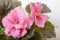 Saintpaulia varieties JAN-Katusha N.Puminova with beautiful pink flowers. Close-up.