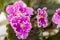 Saintpaulia varieties Rosie Ruffles D.Harrington with beautiful pink flowers. Close-up.