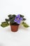 Saintpaulia varieties RS - Firebird Repkina with beautiful purple flowers.