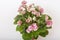 Saintpaulia varieties Sassy Sister S.Sorano with beautiful pink flowers.