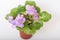 Saintpaulia varieties Shirl\'s Pip Squeak Sanders with beautiful colored flowers.