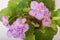 Saintpaulia varieties Shirl\'s Pip Squeak Sanders with beautiful colored flowers. Close-up