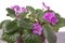 Saintpaulias African violets, Saintpaulia ionantha pink flower