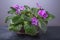 Saintpaulias African violets, Saintpaulia ionantha pink flower