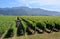 Saivignon Blanc Vines as Far As The Eye Can See