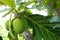 Sake, green fruit,Breadfruit