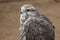 Saker falcon