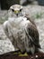 Saker Falcon