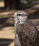 Saker Falcon