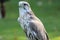 Saker falcon