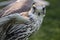 Saker falcon