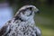 Saker falcon