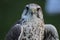 Saker falcon