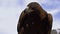 Saker Falcon