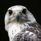 Saker falcon