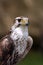 Saker Falcon