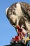 Saker falcon with bag