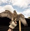 Saker falcon bird. Beautiful predator looking left