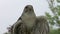 Saker falcon close up