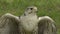 Saker falcon close up