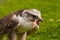 Saker Falcon eating