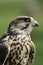 Saker Falcon (Falco cherrug)