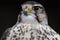 Saker Falcon ( Falco cherrug )