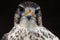 Saker Falcon ( Falco cherrug )