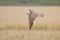 Saker falcon (Falco cherrug).