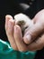 Saker falcon (Falco cherrug) chick