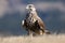 The saker falcon Falco cherrug female sitting on the ground in a yellow grass