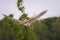 Saker falcon, Falco cherrug, in flight hunting and diving