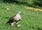 Saker falcon (Falco cherrug) on the grass